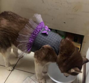 176107544_10209115367317396_3923459879248732574_n